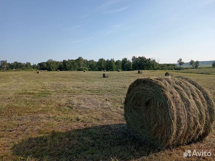 Продам сено в рулонах