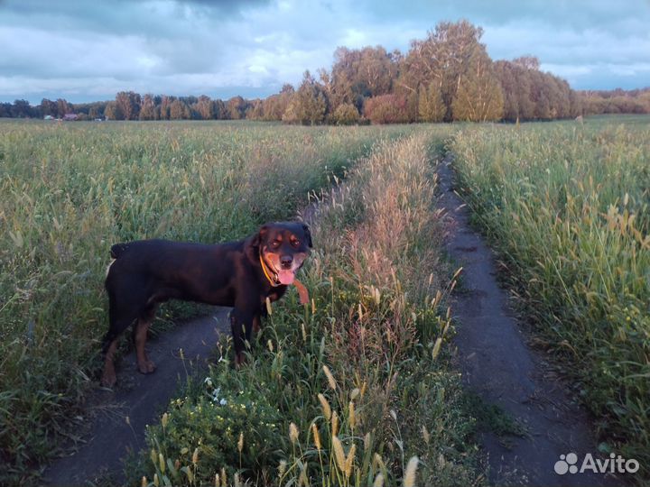 Вязка ротвейлера