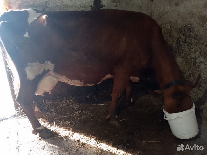 Коровы дойные молочные