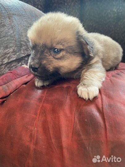 Продаются щенки от маленькой собаки