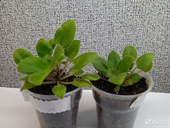 Фиалка: стартеры, детки