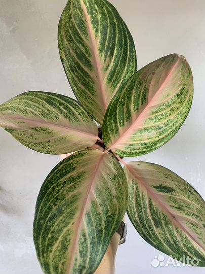 Аглаонема Miracle pink, Миракал пинк