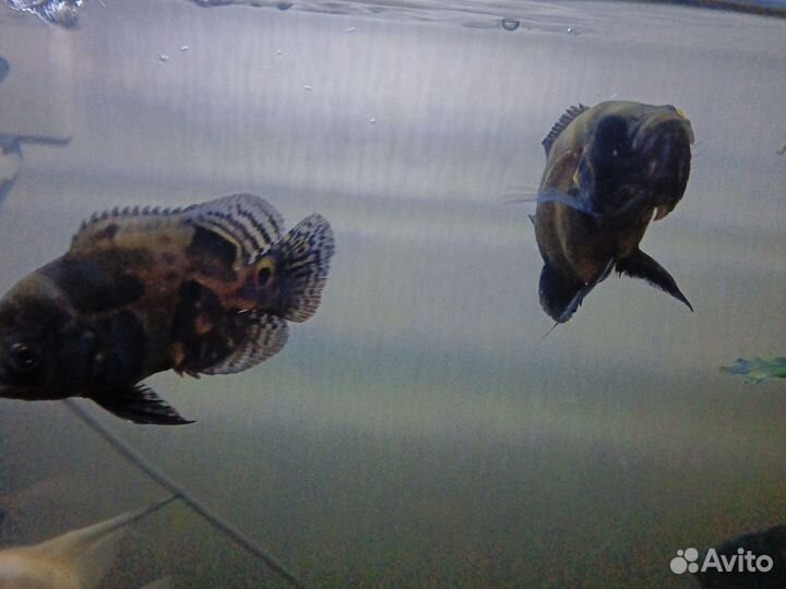 Астронотусы