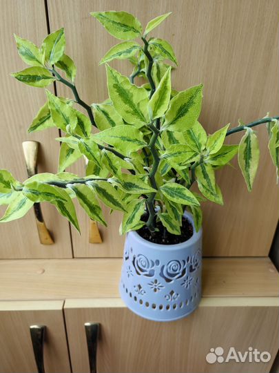 Педилантус вариегатный