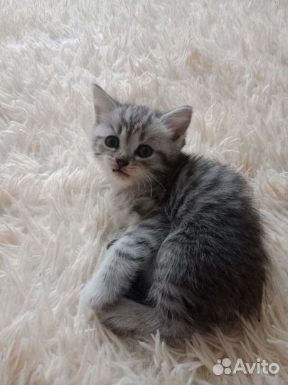 Котята в дар