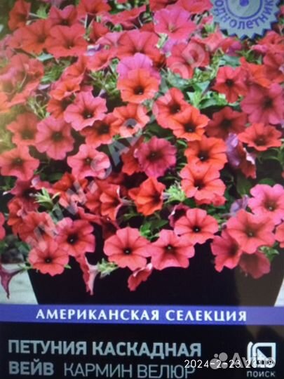 Петуния тайдал вейв ампельная