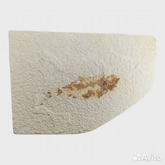 Окаменелая рыба Diplomystus