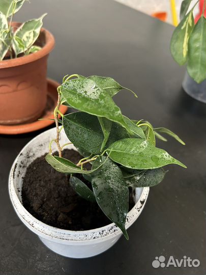 Фикус бенджамина