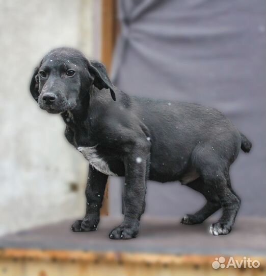 Щенки в добрые руки