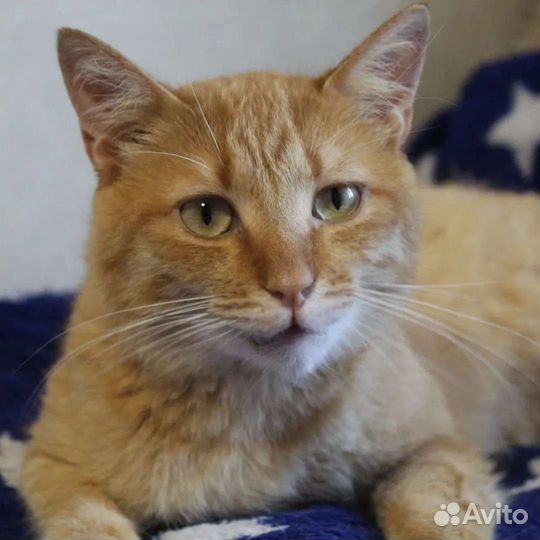Рыжий кот особенный
