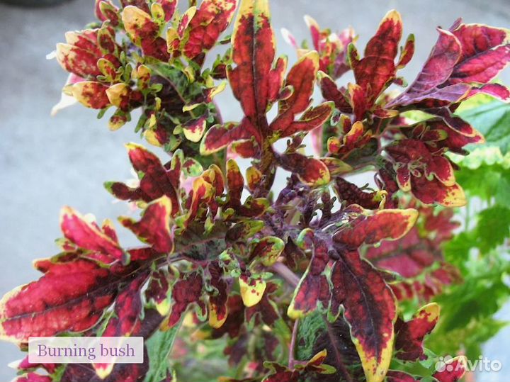 Колеусы вегетативные сортовые