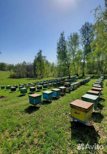 Мед гречишный Алтайский 2023 Предзаказ