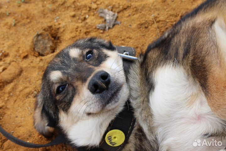 Метис хаски