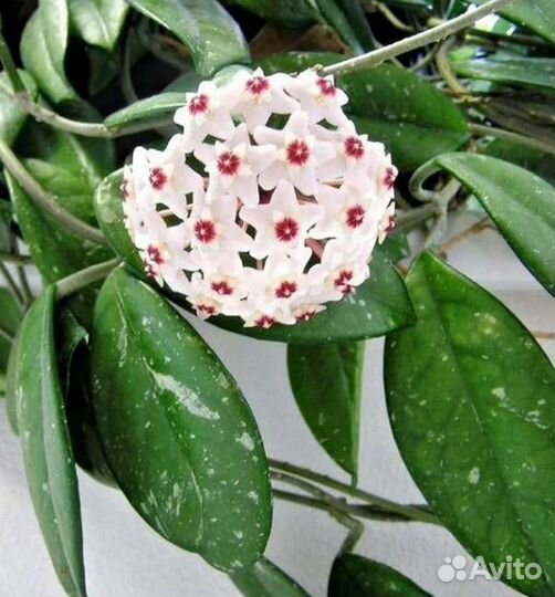 Хойя hoya carnosa