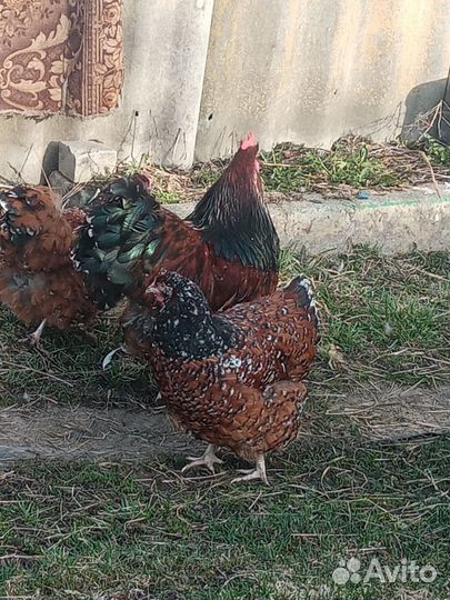 Куры орпингтон