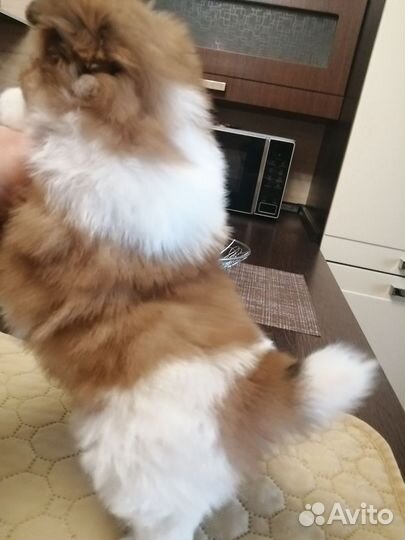 Щенки шпица. Мини