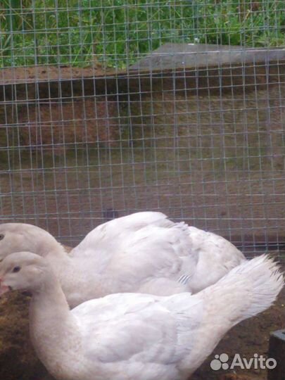 Индоутка мускусная утка