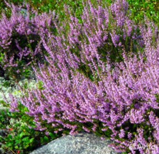 Вереск обыкновенный