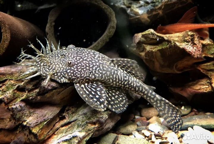 Сомики анцитрусы