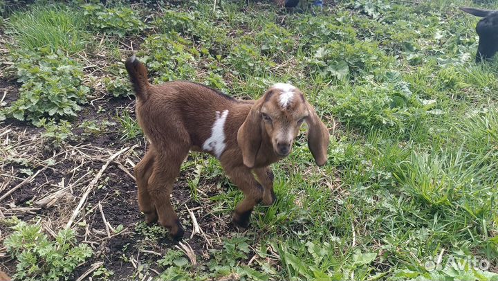 Процентный козлик