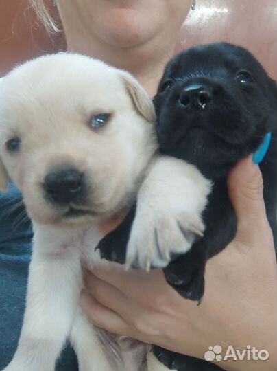 Щенки лабрадора
