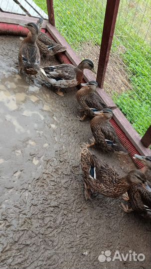 Подсадные утки