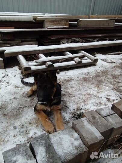 Щенки немецкой овчарки