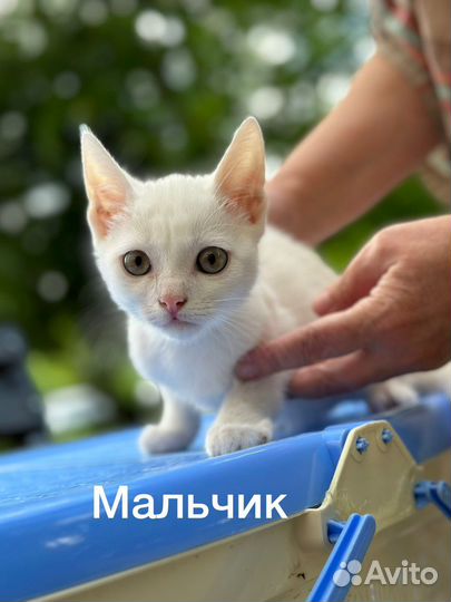 В добрые руки