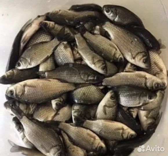 Живец карась