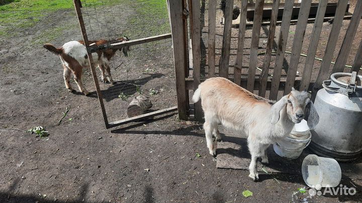 Козлята