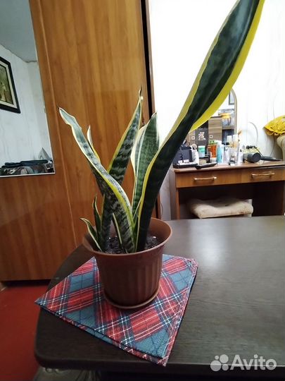 Сансевиерия