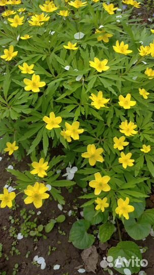 Цветы многолетники