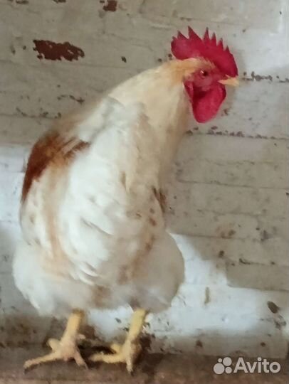 Петух домашний (папа Кучинец, мама Доминант)