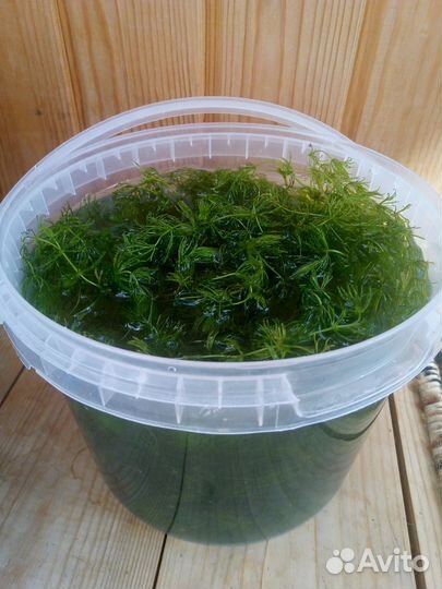 Роголистник