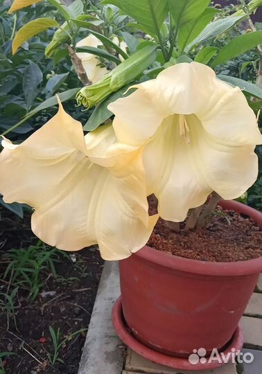 Черенки бругмансии