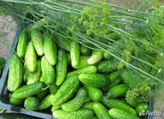 Огурцы Феникс,Родничок,Нежинский,Пальчик