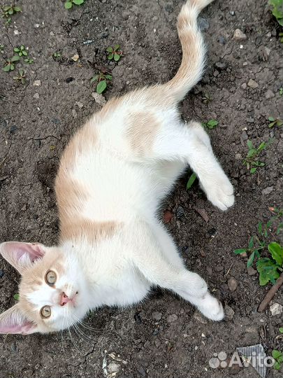 Милые котята