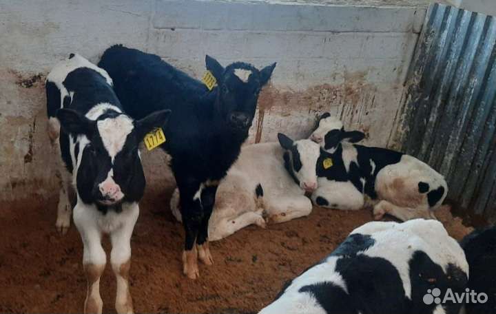 Телята бычки