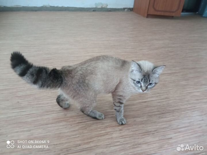 Кошка Милочка