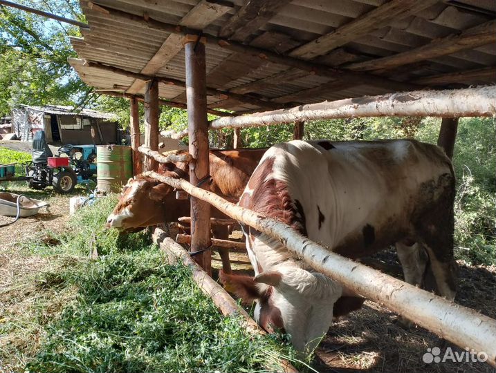 Крс. Быки, Тëлки