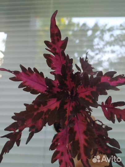 Вегетативные колеусы