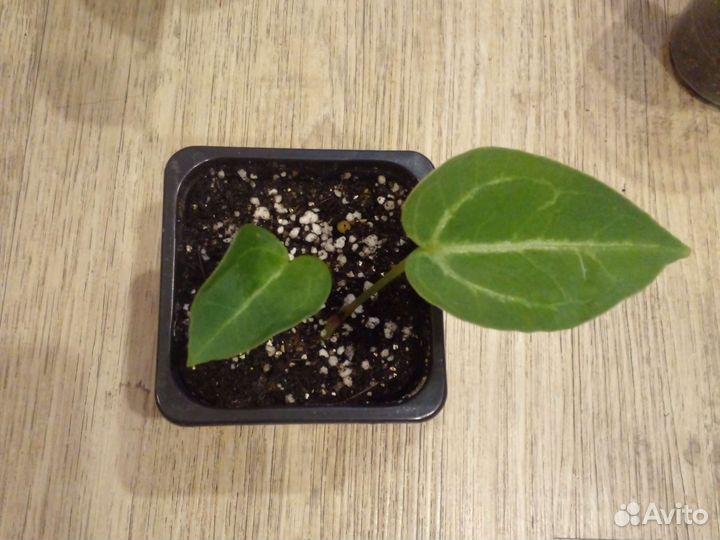 Антуриум сильвер блаш