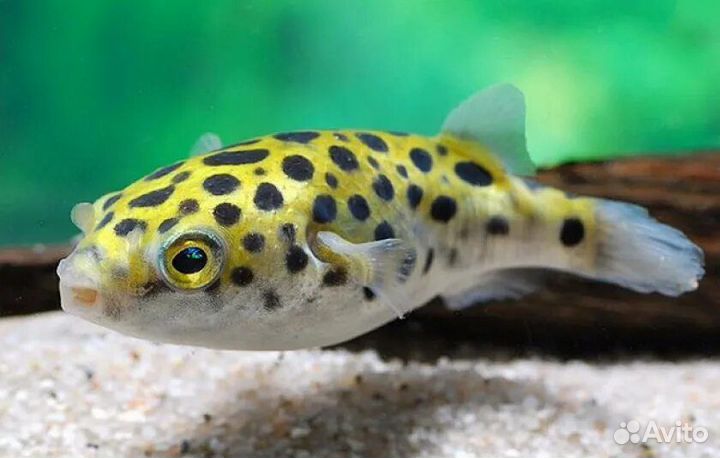 Тетрадон Зеленый