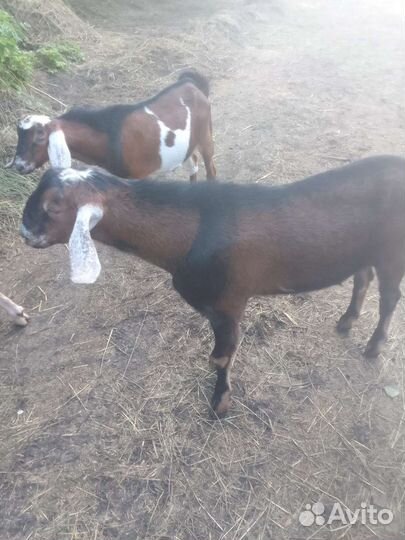 Козлики нубийские