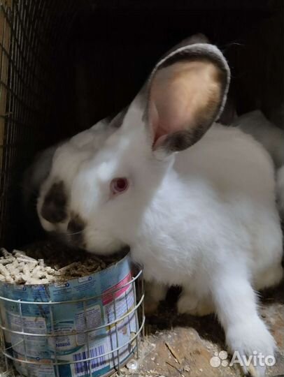 Калифорнийские кролики