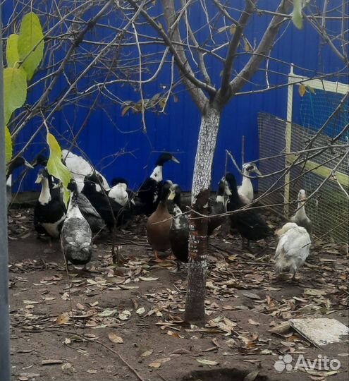 Утки индийский бегунок