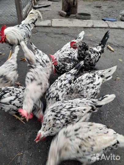 Инкубационное яйцо кур несушек Леггорн Долматинец