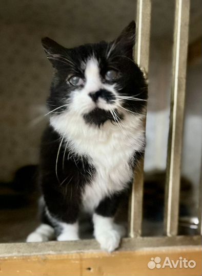 Коты в добрые руки