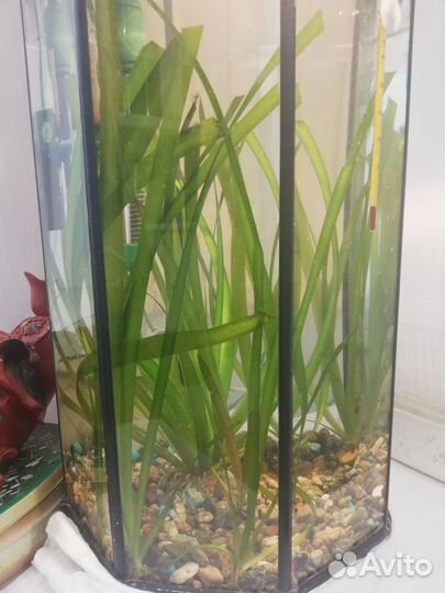 Аквариумные растения