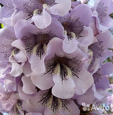 Саженцы Павловния Z07 Pao Tong (SuperHybrid)